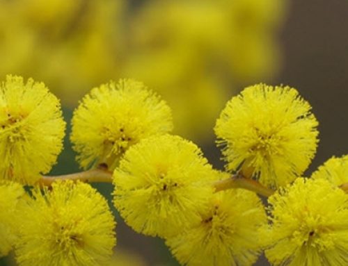 Call of the Wattle